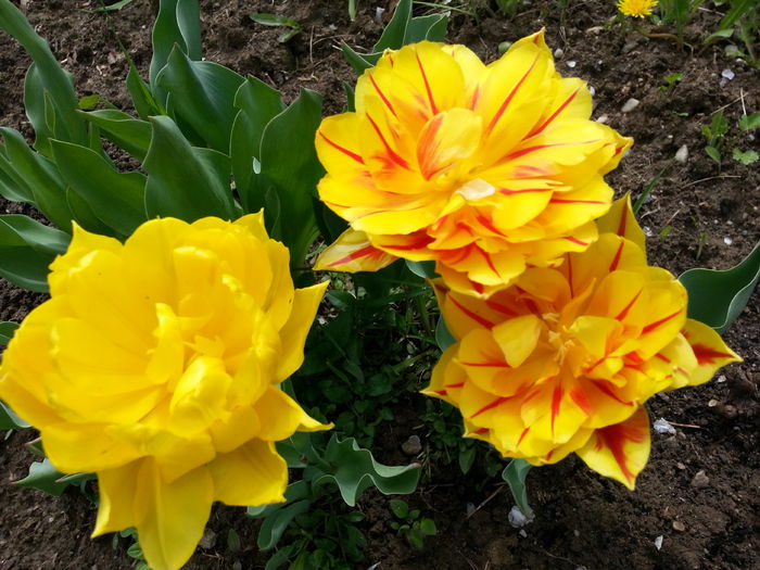 20140413_140706 - PRIMAVARA