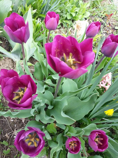 20140413_140744 - PRIMAVARA