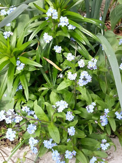 20140413_141451 - PRIMAVARA