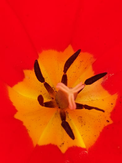 20140413_141521 - PRIMAVARA
