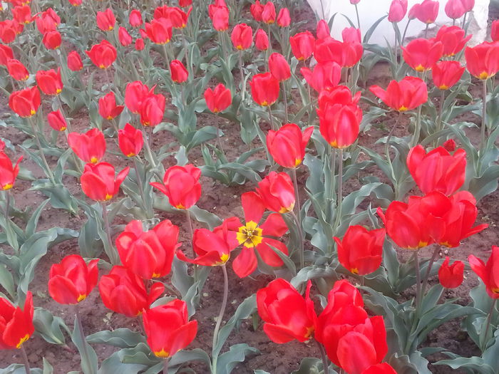 20140413_181317 - PRIMAVARA