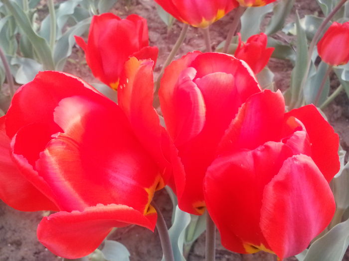 20140413_181341 - PRIMAVARA