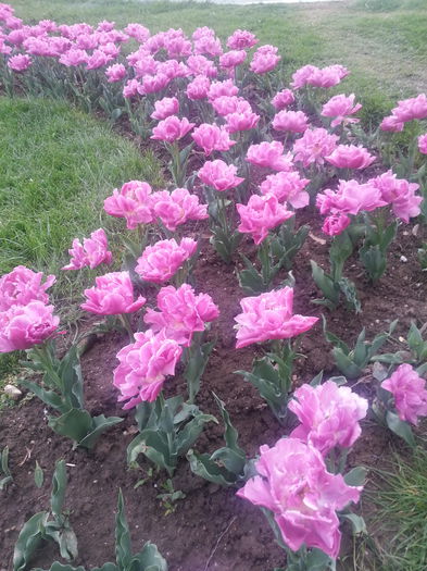 20140413_191300 - PRIMAVARA