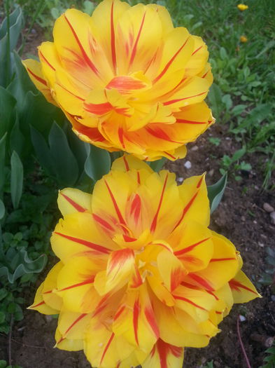 20140418_092206 - PRIMAVARA