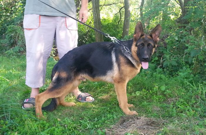 Argo 5 luni - German Shepherd Dog