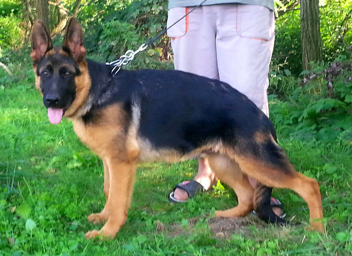 argo 5 luni - German Shepherd Dog
