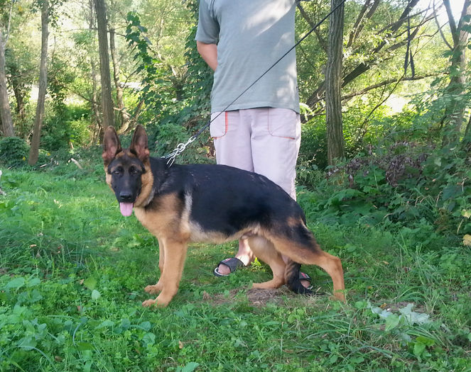 argo 469 - German Shepherd Dog