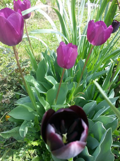 20140421_122213 - PRIMAVARA