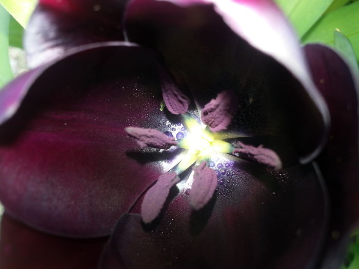 20140421_122438 - PRIMAVARA