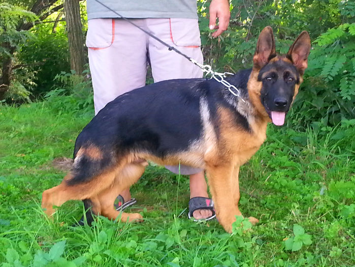 ARGO PEDEGREE - German Shepherd Dog