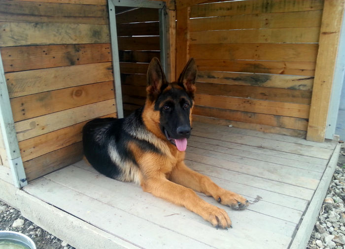 Argo 5 lun,.i - German Shepherd Dog