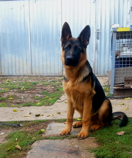 Argo 5 luni - German Shepherd Dog