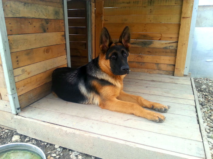 Argo cusca - German Shepherd Dog