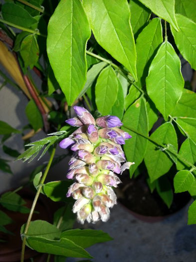 20140426_193427 - PRIMAVARA