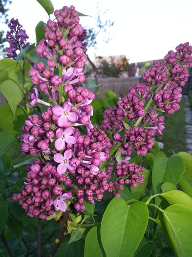 20140426_193614 - PRIMAVARA