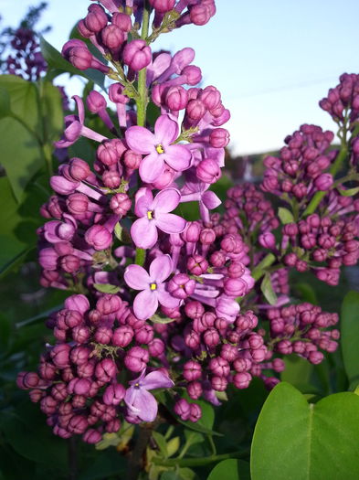 20140426_193639 - PRIMAVARA