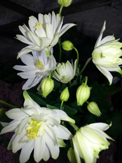 20140428_183121 - PRIMAVARA