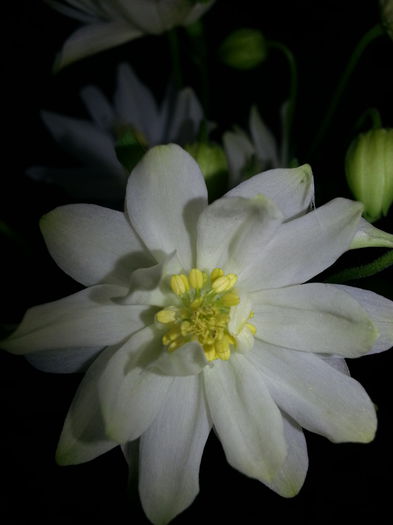 20140428_183129 - PRIMAVARA