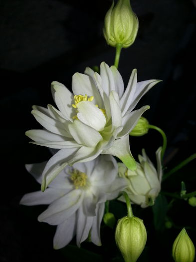 20140428_183135 - PRIMAVARA