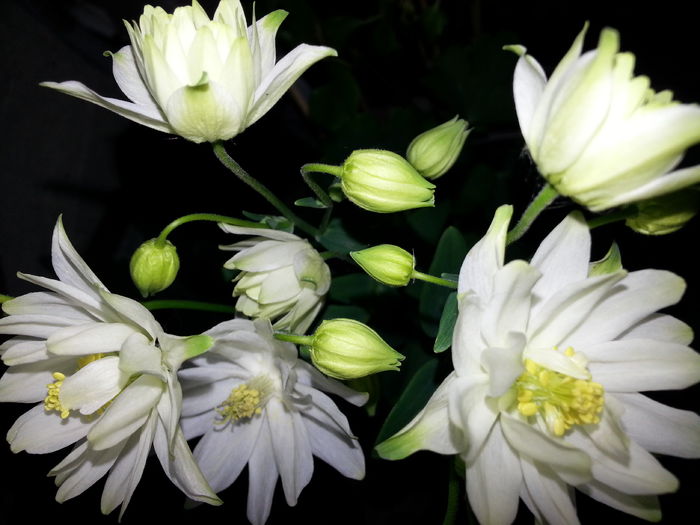 20140428_200348 - PRIMAVARA