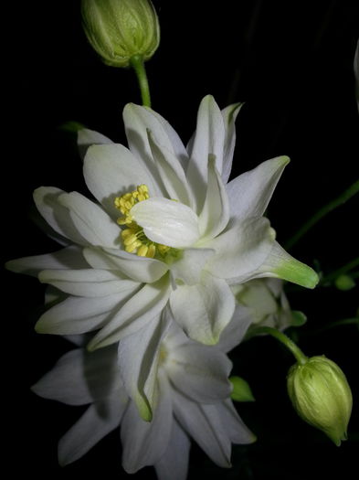 20140428_200409 - PRIMAVARA