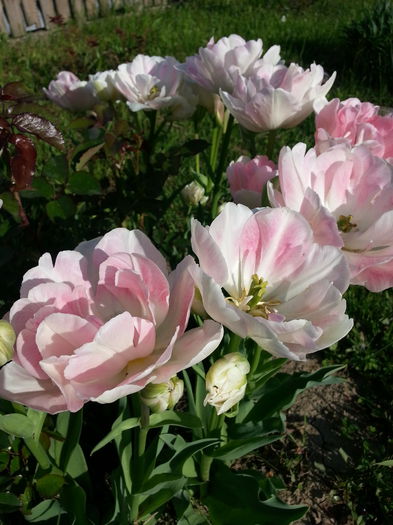 20140429_180243 - PRIMAVARA