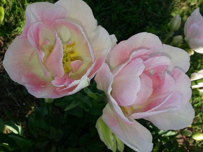 20140429_180330 - PRIMAVARA