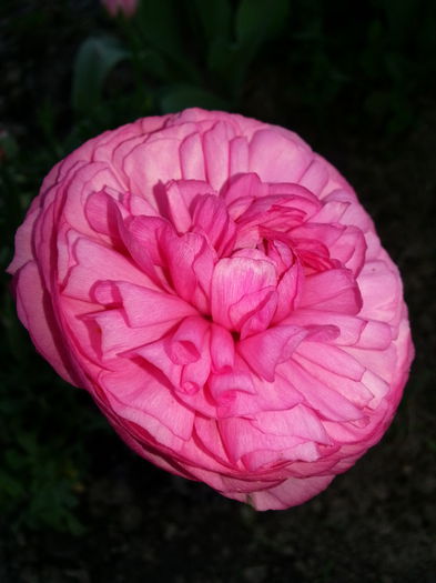 20140429_180657 - PRIMAVARA