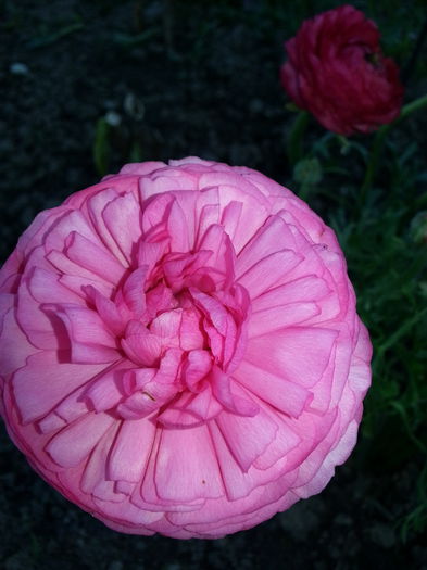 20140429_180709 - PRIMAVARA