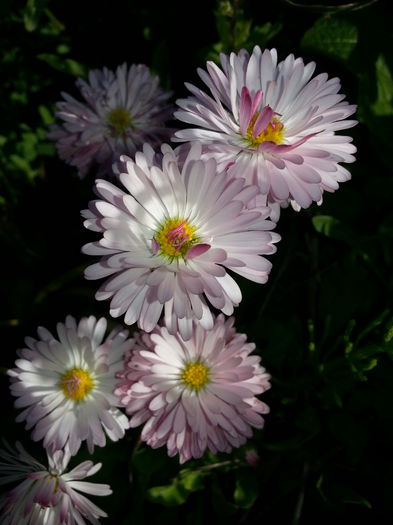 20140429_180906 - PRIMAVARA