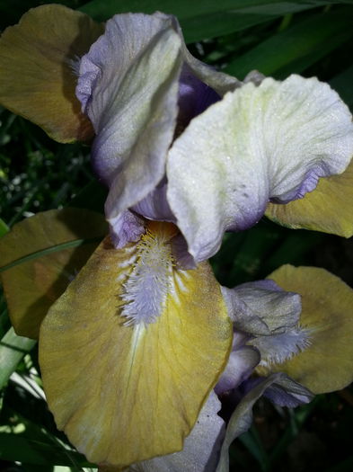 20140429_181057 - PRIMAVARA