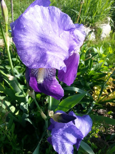 20140501_092634_6 - PRIMAVARA