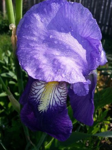 20140501_092720 - PRIMAVARA