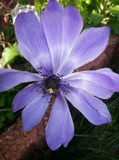 20140501_110922 - PRIMAVARA