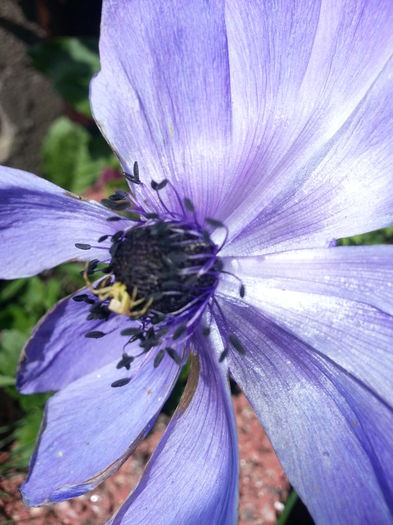 20140501_110951 - PRIMAVARA