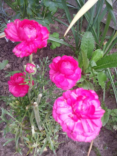 20140501_175528 - PRIMAVARA