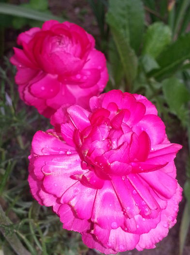 20140501_175536 - PRIMAVARA