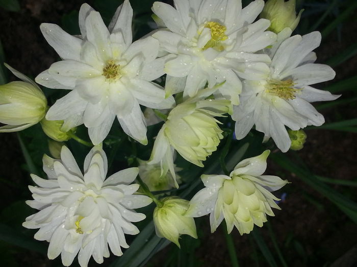 20140501_175627 - PRIMAVARA