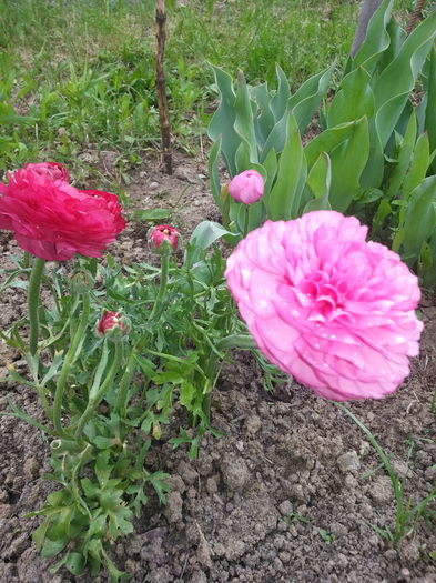 20140501_175904 - PRIMAVARA