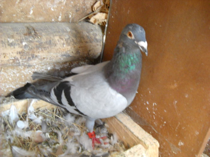 DSCN7429