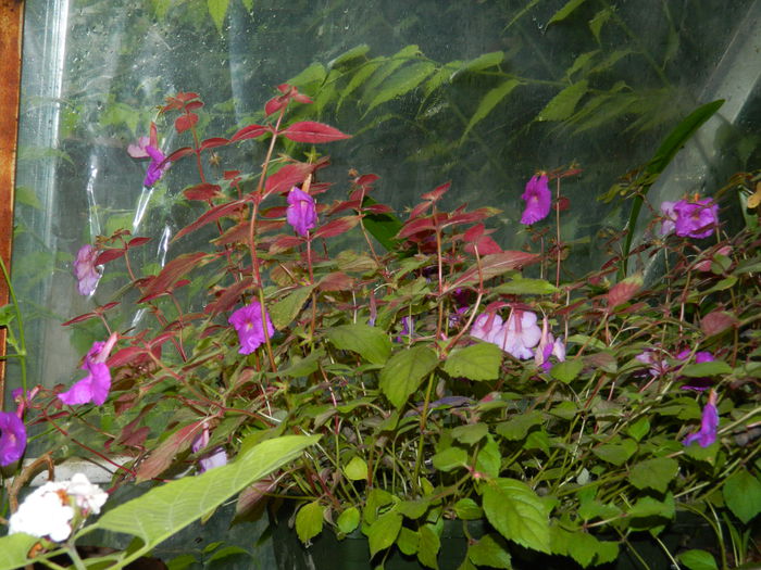 DSCN9229 - SEPTEMBRIE_2_2014
