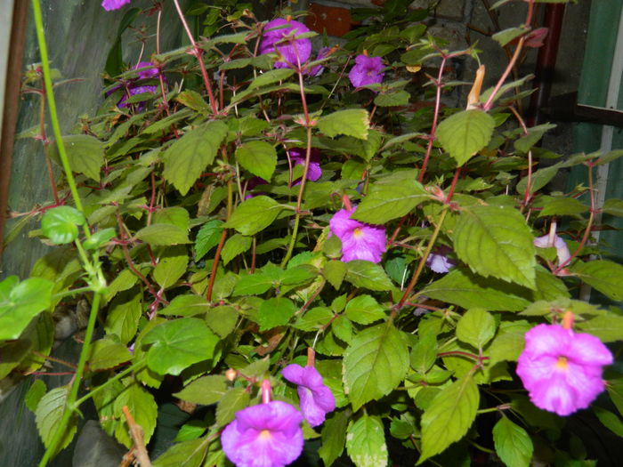 DSCN9233 - SEPTEMBRIE_2_2014