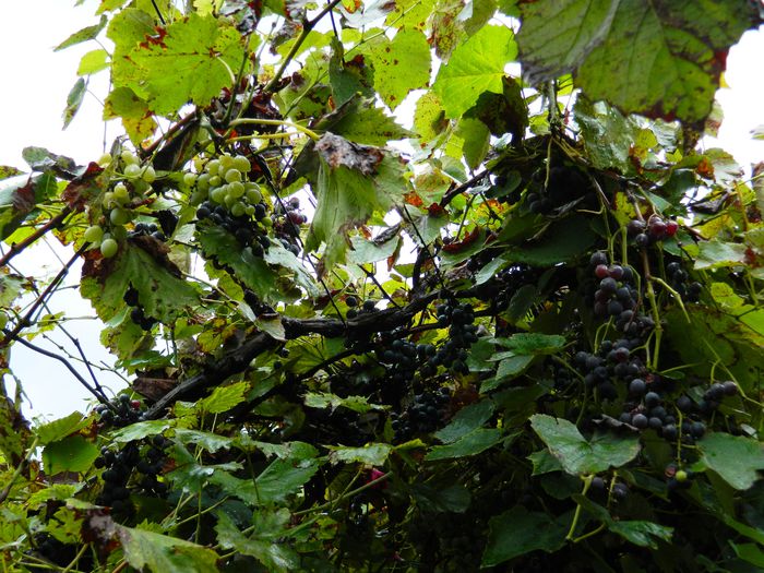 DSCN9235 - SEPTEMBRIE_2_2014