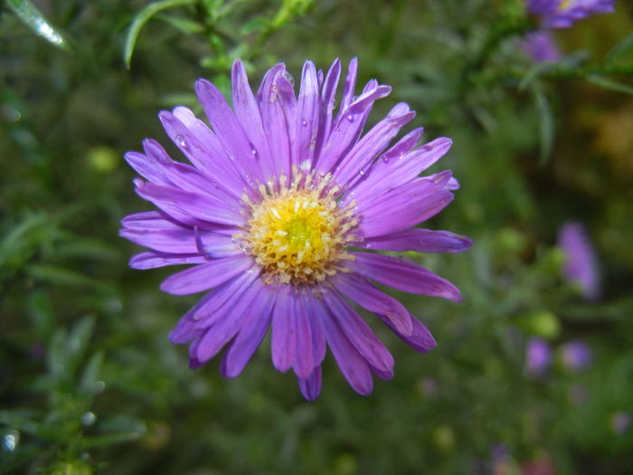 Blue Aster (2014, September 13) Blue Aster (2014, September 13)