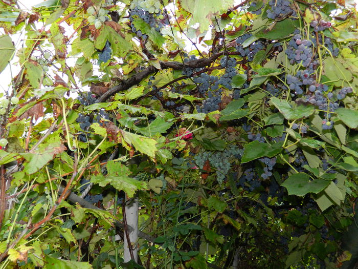 DSCN9237 - SEPTEMBRIE_2_2014