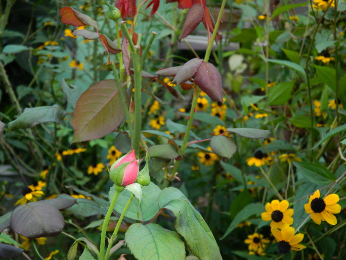 DSCN9259 - SEPTEMBRIE_2_2014