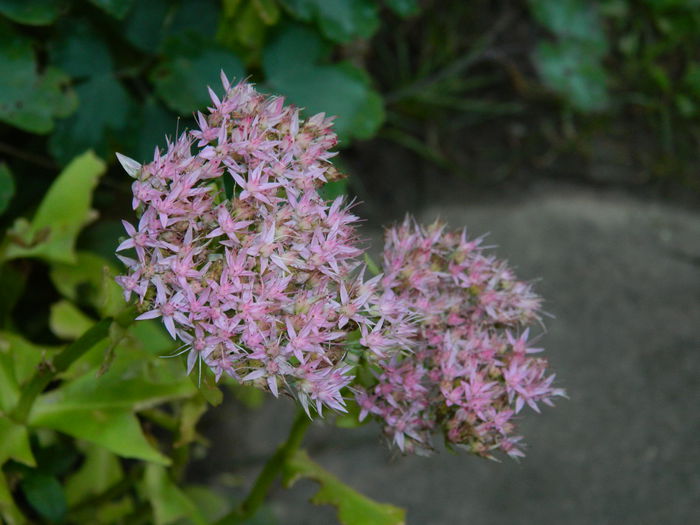 DSCN9270 - SEPTEMBRIE_2_2014
