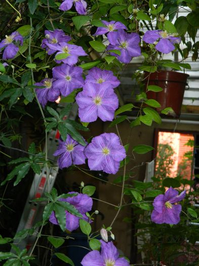 DSCN9277 - SEPTEMBRIE_2_2014