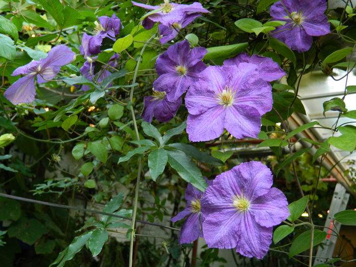 DSCN9287 - SEPTEMBRIE_2_2014