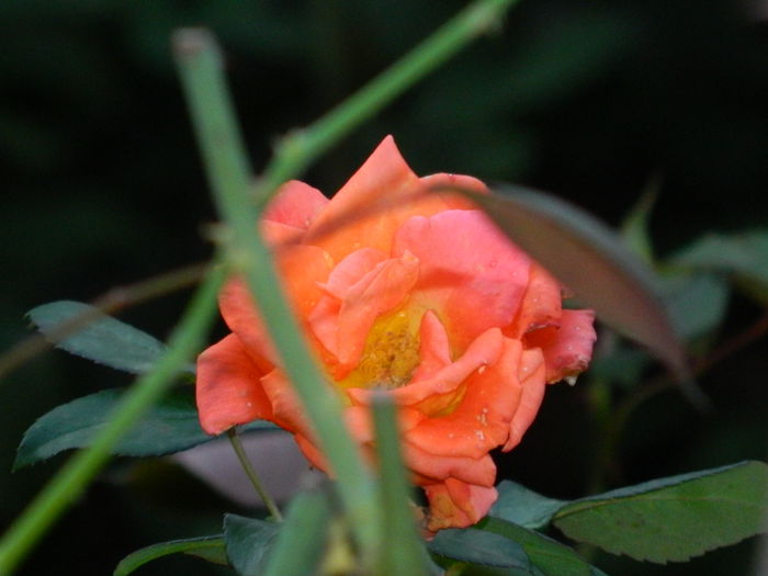 DSCN9290 - SEPTEMBRIE_2_2014